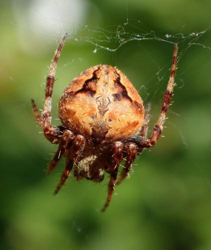 Réf. 213 778 : Neoscona subfusca